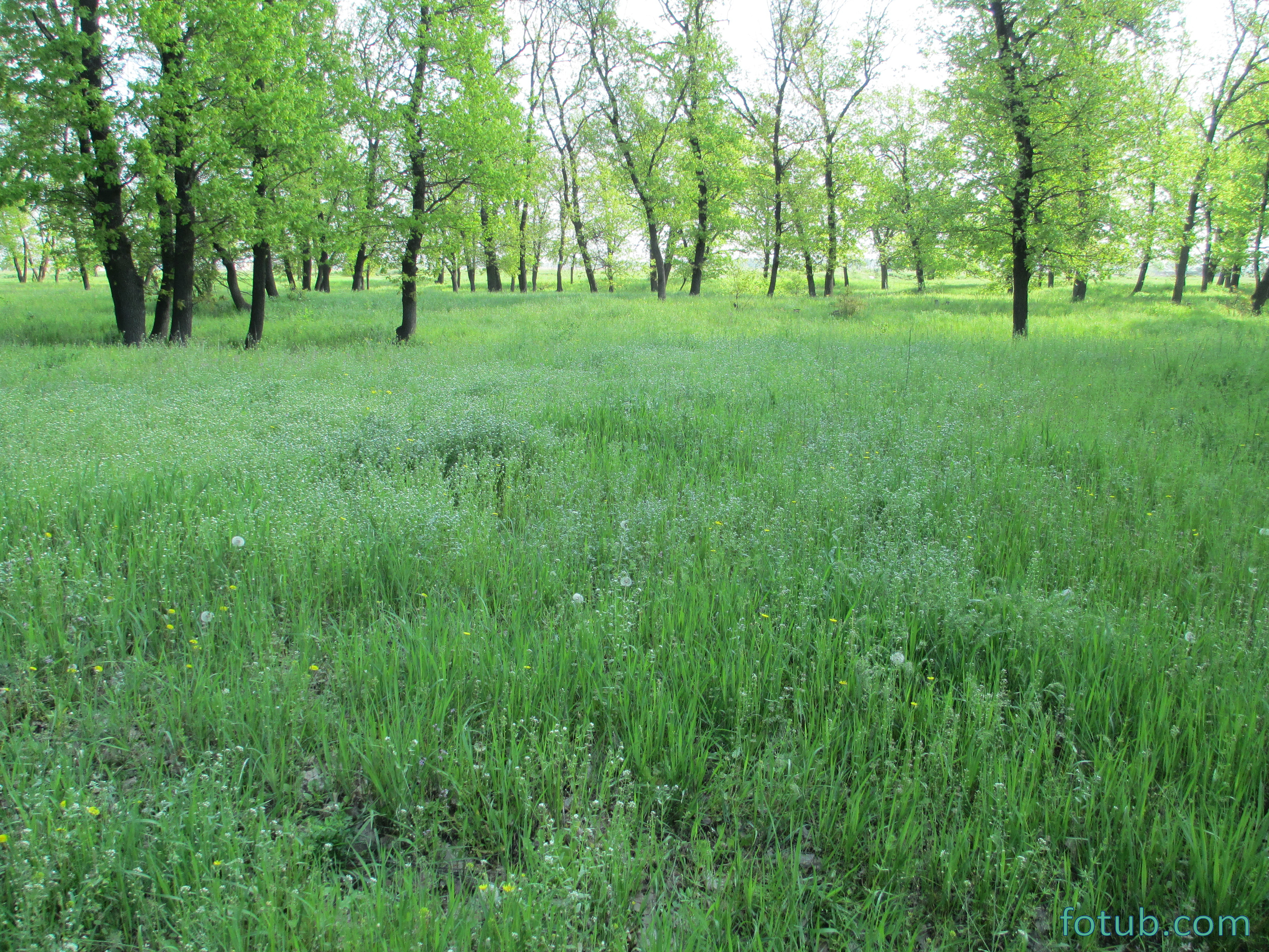 Фото зеленой поляны