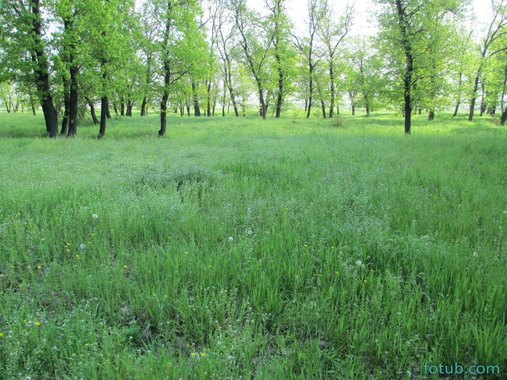 Лесная поляна грозный фото